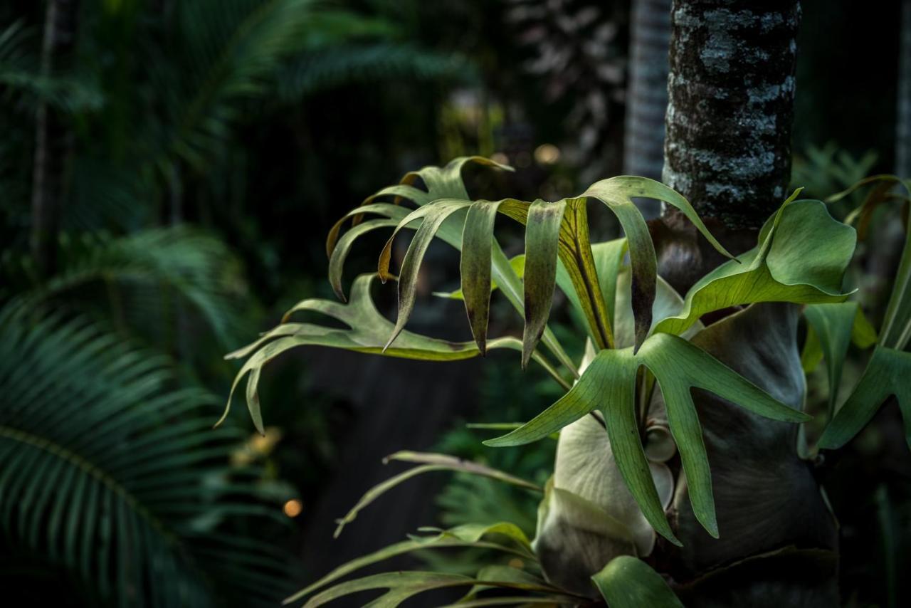 The Palms At Palm Cove Aparthotel Exterior foto